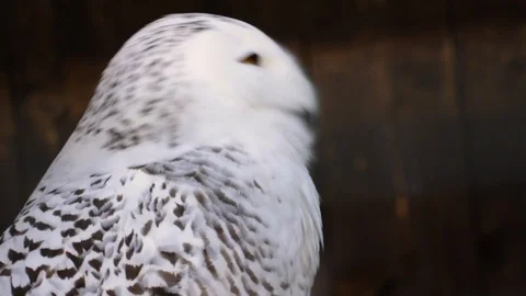 Close up of snow owl Stock Footage 121855761