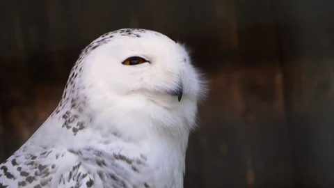 Close up of snow owl Stock Footage 121855792