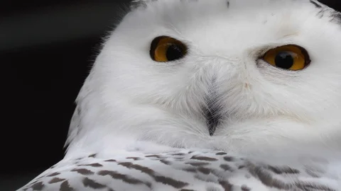 Close up of Snow owl head Video stock 119493225