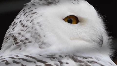 Close up of Snow owl head Stock Footage 119493317