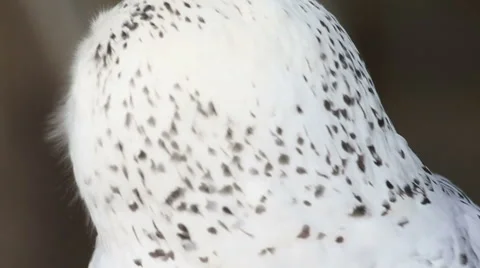 Close up of Snow owl turning its head around Stock Footage 45699370