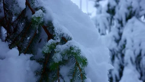 Close up of snow on pine tree Stock Footage 212338534