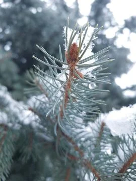 Close Up Of Snow On Pine Tree Needles Winter Nature Background Stock Photos