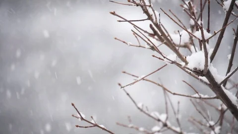 Close Up of Snow on Thin Branches.  Day of Big Snowfall. Stock Footage 120525271