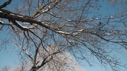 Close-up of snow on tree branches under blue sky Stock Footage 233589974