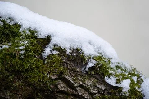 Close-Up of Snow on Tree Stock-Fotos