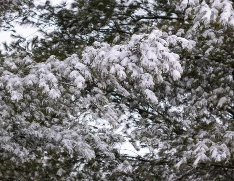 Close up of snow on tree in winter forest. Ontario Canada snow covered trees 스톡 사진
