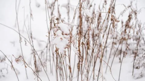 Close up of snow on tree in winter forest. Ontario Canada snow covered trees 스톡 사진