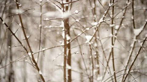 Close up of snow on tree in winter forest. Ontario Canada snow covered trees Stock Photos