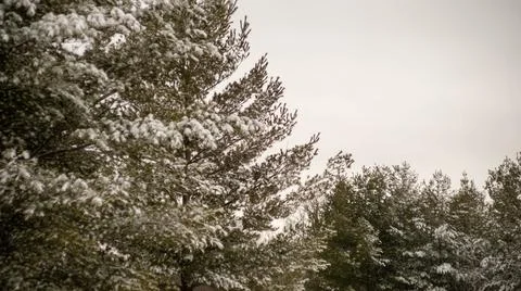 Close up of snow on tree in winter forest. Ontario Canada snow covered trees 스톡 사진