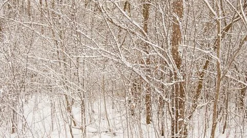 Close up of snow on tree in winter forest. Ontario Canada snow covered trees 스톡 사진