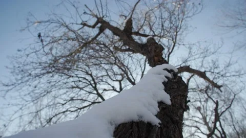 Close-up of snow on winter branches Stock Footage 233589131
