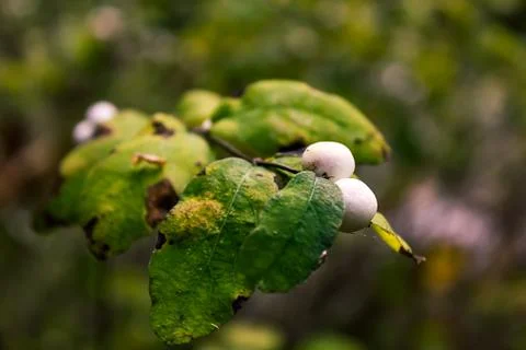 Close up of snowberries Foto stock