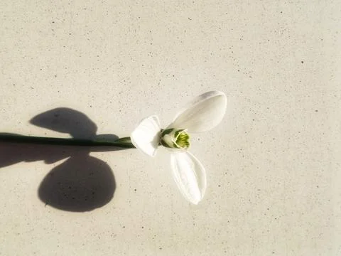 Close-up of snowdrop flower from side with round shadow Foto stock