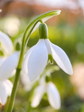 Close up of snowdrop flowers blooming. spring flowers Stock Photos