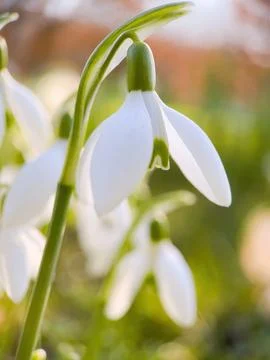 Close up of snowdrop flowers blooming. spring flowers Stock Photos