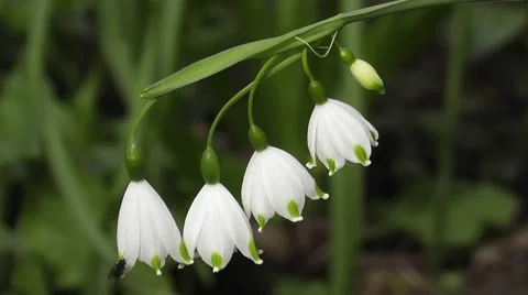 Close up Snowdrop Flowers Blowing in spring Breeze Stock-Footage 50307329