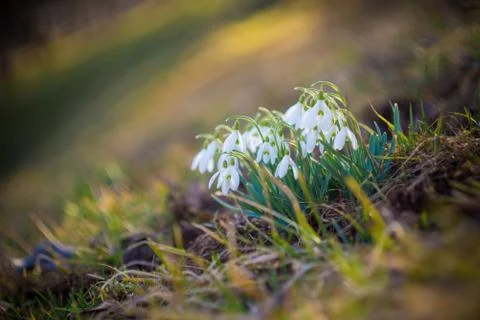Close-up of snowdrops in the backlight Stock Photos