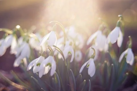 Close-up of snowdrops in the backlight Stock Photos