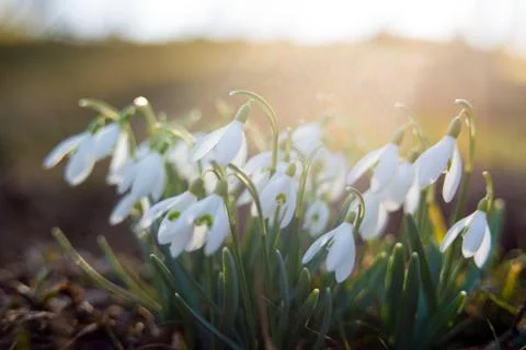 Close-up of snowdrops in the backlight Stock Photos