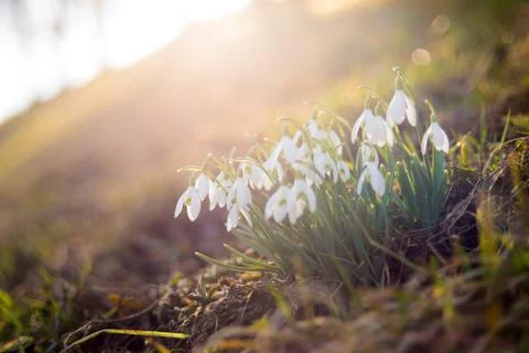 Close-up of snowdrops in the backlight Stock Photos