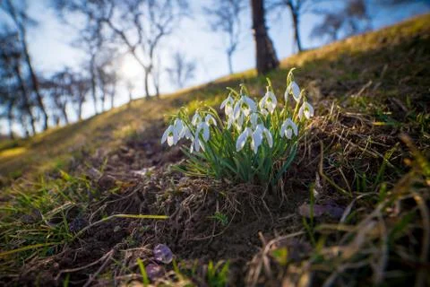 Close-up of snowdrops in the backlight, wide angle Stock Photos