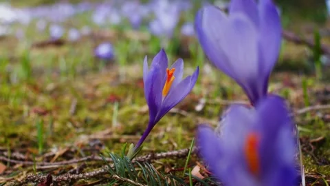 Close-up of snowdrops with beautiful bokeh Stock Footage 222351883