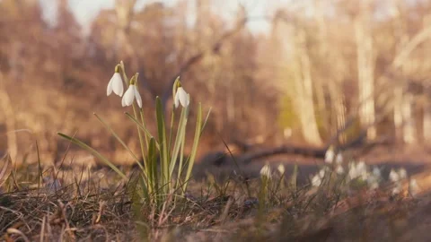 Close-Up of Snowdrops Blooming in Early Spring Forest at Golden Hour Video stock 306322548