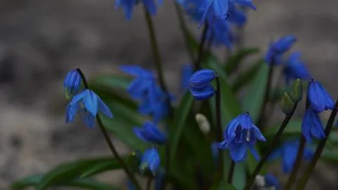 Close-up of snowdrops in forest. Spring blue flowers on blurry background. Stock Photos