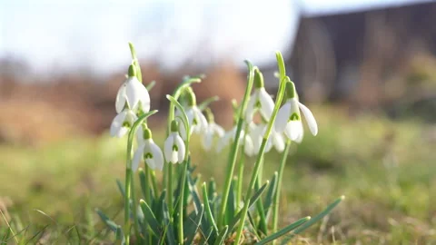 Close-up of snowdrops gently swaying in a light spring breeze on a sunny day Stock Footage 340333059