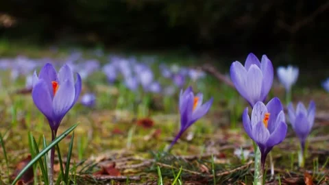 Close-up of snowdrops listed in the red book Stock Footage 222351854