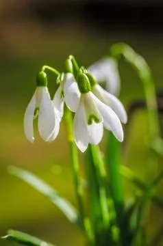 Close-up of snowdrops Photos