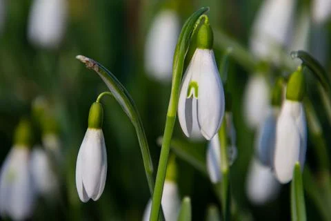 Close up of snowdrops Stock Photos
