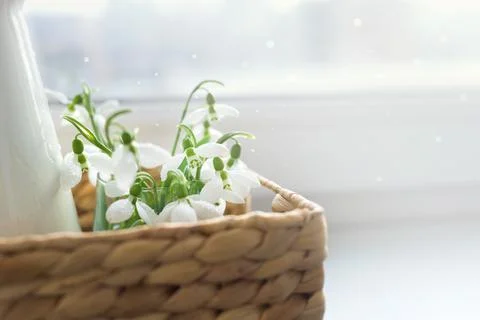Close up snowdrops in a wicker basket on a table Stock Photos