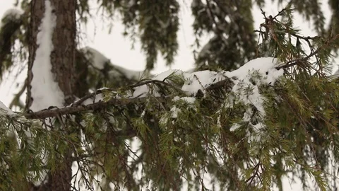 Close-up of snowfall on a branch of a pine tree. Cold and snow in  winter scene Stock Footage 87820581