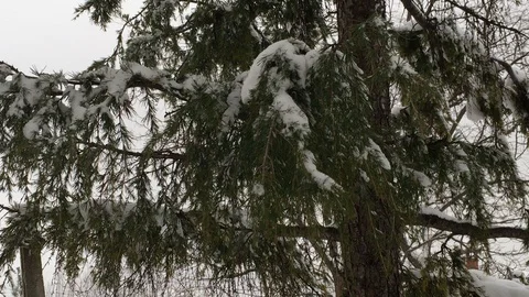 Close-up of snowfall. The green needles of the branch are covering with snow. Stock Footage 87813470