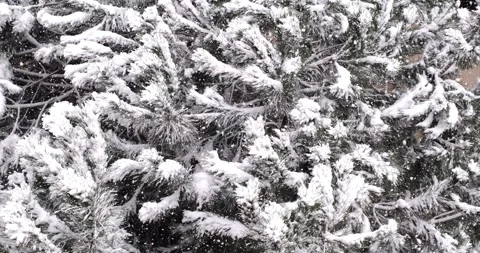 Close-Up Snowfall on Pine Branches in Winter Forest Stock Footage 327480173