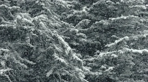 Close up of snowfall on trees. Stock Footage