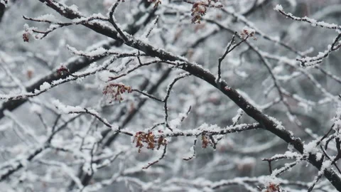 Close-up snowfall in winter park, snowy cloudy day, branches sway in the wind. Stock Footage 142091330