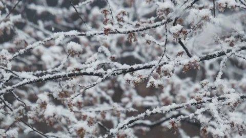 Close-up snowfall in winter park, snowy cloudy day, branches sway in the wind. Stock Footage 142091338