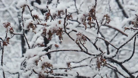Close-up snowfall in winter park, snowy cloudy day, branches sway in the wind. Stock Footage 142091629