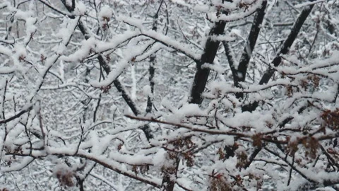 Close-up snowfall in winter park, snowy cloudy day, branches sway in the wind. Stock Footage 142091661