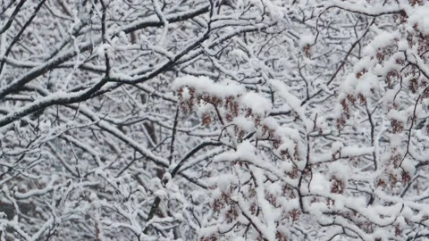 Close-up snowfall in winter park, snowy cloudy day, branches sway in the wind. Stock Footage 142091693
