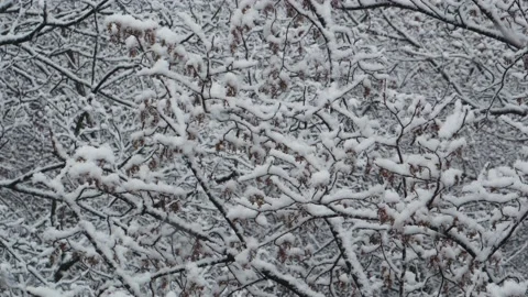 Close-up snowfall in winter park, snowy cloudy day, branches sway in the wind. Stock Footage 142091733