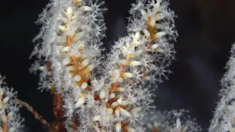 Close up snowflake coral polyps Stock Footage 128726436