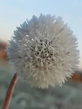 Close-up of snowflake on glass surface in winter Stock Photos