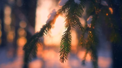 Close-up snowflakes falling on fir tree branches surrounded by sunlight at 動画素材 101461561