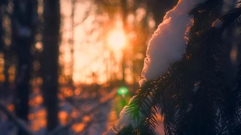 Close-up snowflakes falling on fir tree branches surrounded by sunlight at 動画素材 101461758