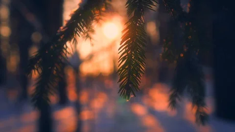 Close-up snowflakes falling on fir tree branches surrounded by sunlight at Vídeo Stock 101463846