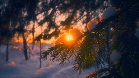Close-up snowflakes falling on fir tree branches surrounded by sunlight at 動画素材 101464346